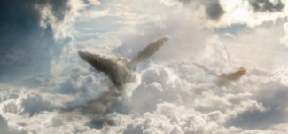 cropped-observando-el-paraiso-ballenas-entre-nubes1.jpg